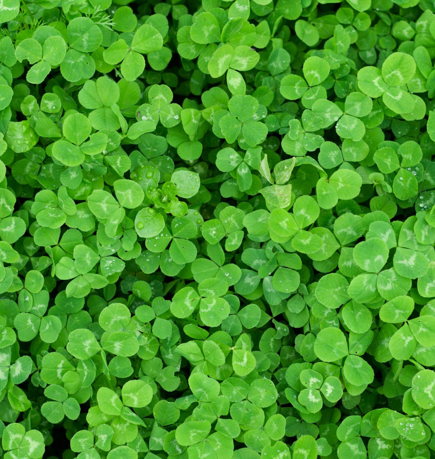 clover field