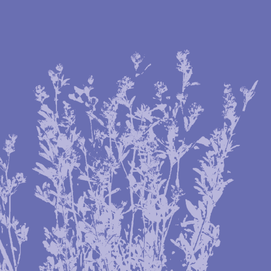 alfalfa packaging