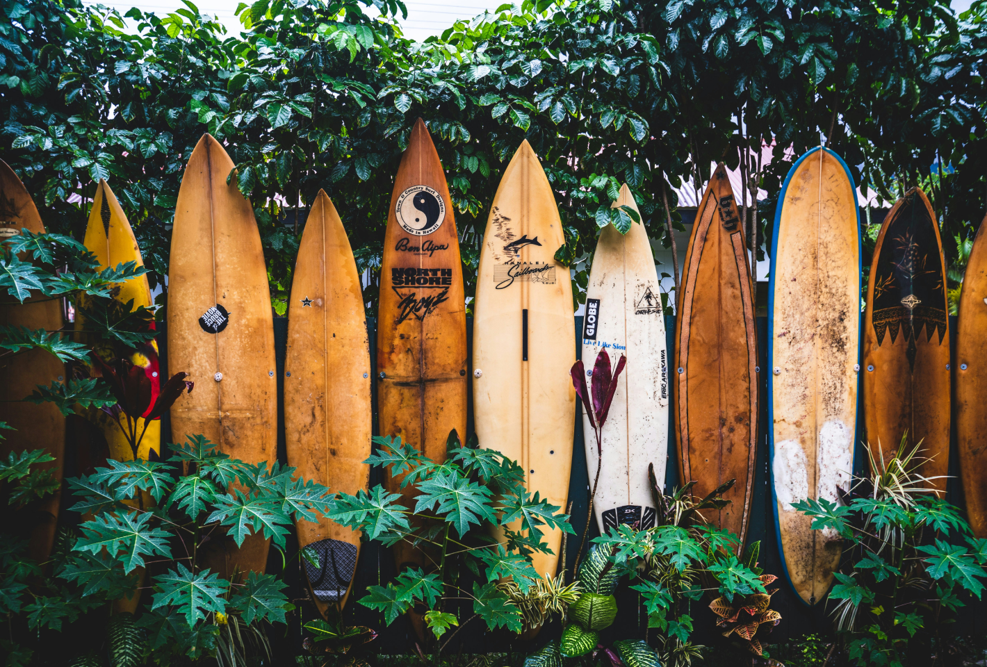 surfboards tropical