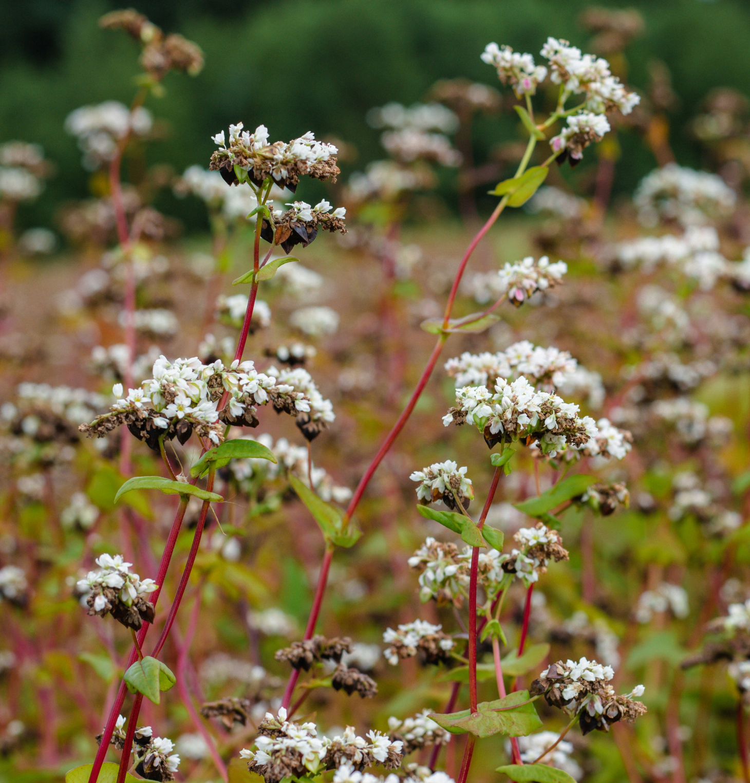 buckwheat field